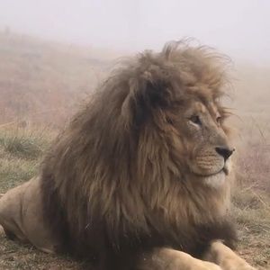 Meet your Posher, Stanley